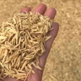 Rice Husk