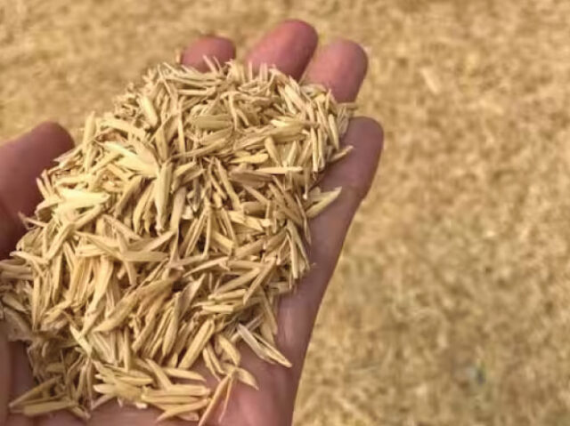 rice-husk02 rice-husk02